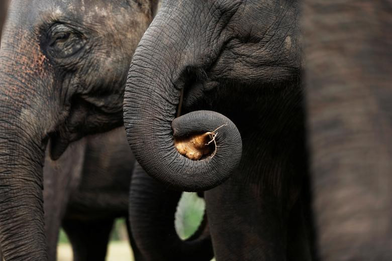 Theo Tổ chức Bảo vệ Động vật Thế giới, khoảng 3.000 con voi tại các địa điểm du lịch ở Thái Lan, Campuchia, Ấn Độ, Lào, Nepal và Sri Lanka, phải chịu đựng điều kiện sống và chế độ ăn uống nghèo nàn cũng như đang làm việc quá sức.