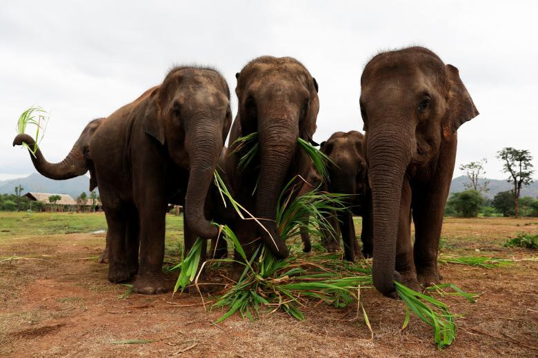 Lam Duan, một con voi mù Thái Lan 65 tuổi, đang thưởng thức bữa trưa của mình và nghe bài Silent Night được chơi trên piano. Trong 8 năm qua, những con voi già, làm việc quá sức và đôi khi bị tàn tật như Lam Duan đã được phục hồi bằng âm nhạc tại Thế giới Voi, một khu bảo tồn hưu trí cho các động vật ở tỉnh Kanchanaburi phía tây Thái Lan.