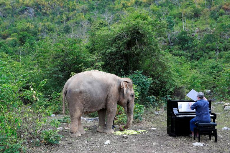 Những con vật ở Thế giới Voi được cho ăn uống và điều trị các bệnh về thể chất nhưng âm nhạc là một sự điều trị bổ sung đặc biệt mà chúng có vẻ yêu thích.