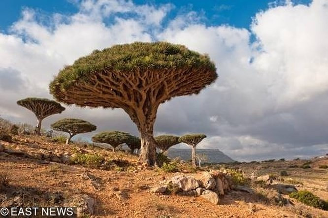 10. Đảo Socotra Nhiều người cho rằng Socotra là hòn đảo thuộc về một hành tinh khác, một số người tin rằng hòn đảo này thực sự là Vườn Địa đàng. Nó đã bị cô lập trong một thời gian dài và trở thành nơi sinh sống của một số loài thực vật không thể tìm thấy ở bất kỳ nơi nào khác trên Trái đất, ví dụ như một cây máu rồng trông giống như một chiếc ô của tạo hóa 