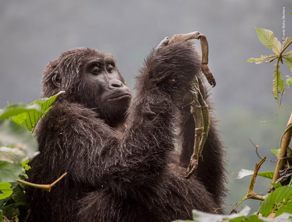 Nhiếp ảnh gia Ricardo Núñez Montero tưởng con gorilla này đang cầm 1 bó rễ cây, hóa ra nó đang thương khóc con mình. Con gorilla có thể đã chết vì lạnh và gorilla mẹ vẫn không từ bỏ, ôm ấp con suốt nhiều tuần trước khi ăn xác chết - một hành vi rất kì lạ.