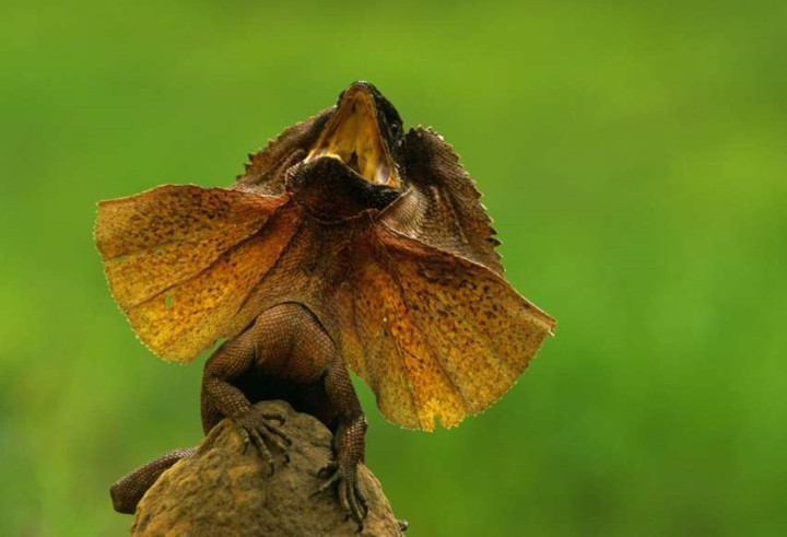 Thằn lằn cổ diềm: Những con thằn lằn với ngoại hình kỳ lạ này chủ yếu được tìm thấy ở khu vực phía bắc Australia và phía nam New Guinea.