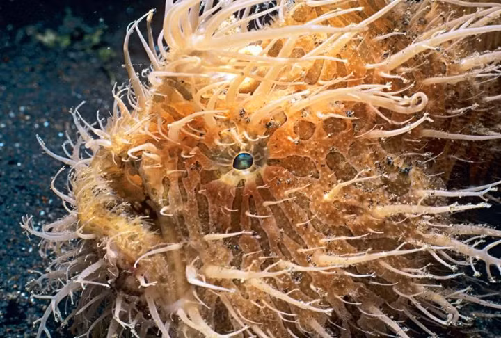 Cá ếch lông: Cá ếch lông thường sống ở vùng nước sâu ở Đại Tây Dương, Ấn Độ Dương và Thái Bình Dương, đặc trưng bởi vẻ ngoài vô cùng lộng lẫy.