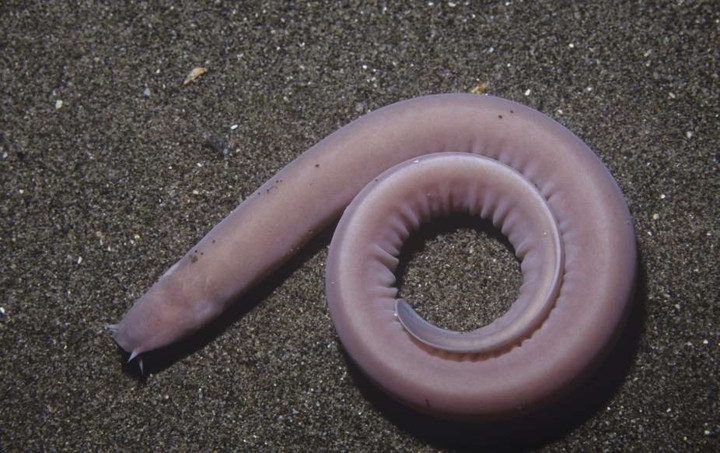 Cá mút đá: Họ nhà cá mút đá có khoảng 80 loài với một số loài cá mút đá có hình dạng giống con lươn. Loài động vật này đã xuất hiện trên Trái Đất khoảng 500 triệu năm và có khả năng tiết ra một lượng lớn chất nhờn giúp chúng tránh khỏi kẻ thù xung quanh.