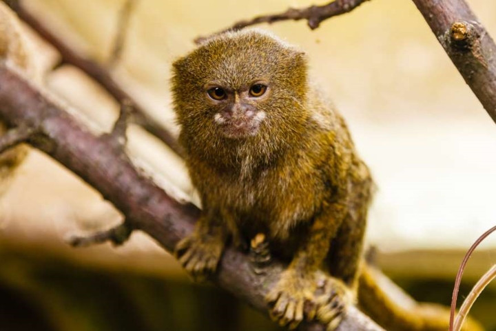 Khỉ lùn Pygmy Marmoset: Đây là loài khỉ nhỏ nhất thế giới khi con trưởng thành cũng chỉ dài khoảng 23cm tính cả đuôi và nặng từ 85 - 140 gram.