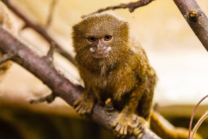 Khỉ lùn Pygmy Marmoset: Đây là loài khỉ nhỏ nhất thế giới khi con trưởng thành cũng chỉ dài khoảng 23cm tính cả đuôi và nặng từ 85 - 140 gram.