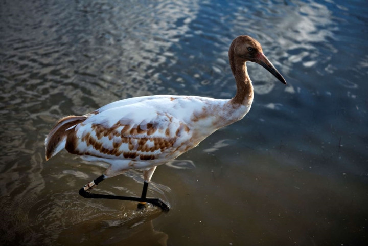 Sếu Bắc Mỹ hiện chỉ còn khoảng 50-249 cá thể, sống ở Canada và Mỹ (đã tuyệt chủng ở Mexico).