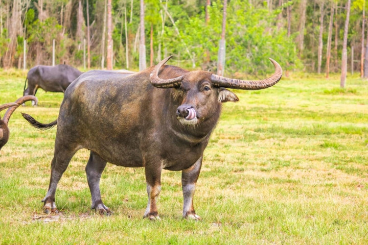 Trâu hoang dã châu Á chủ yếu sống ở Bhutan, Ấn Độ, Nepal và Thái Lan bị đe dọa bởi sự lai giống với loài thuần chủng, mất môi trường sống và bị săn bắt lấy thịt.