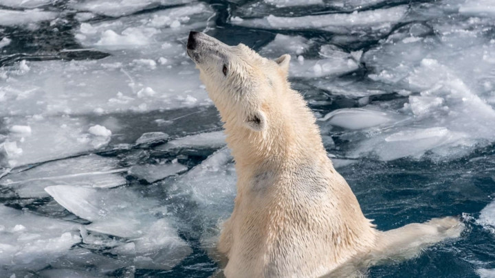 Gấu trắng Bắc Cực, chủ yếu sống ở vùng Cực Bắc, Canada, Nga, Alaska, Greenland và Na Uy. Biến đổi khí hậu khiến môi trường sống của gấu trắng Bắc cực bị thay đổi khá nhiều: nhiệt độ tăng khiến băng tan, nhiệt độ nước biển tăng, nguồn thức ăn ngày càng hạn hẹp.