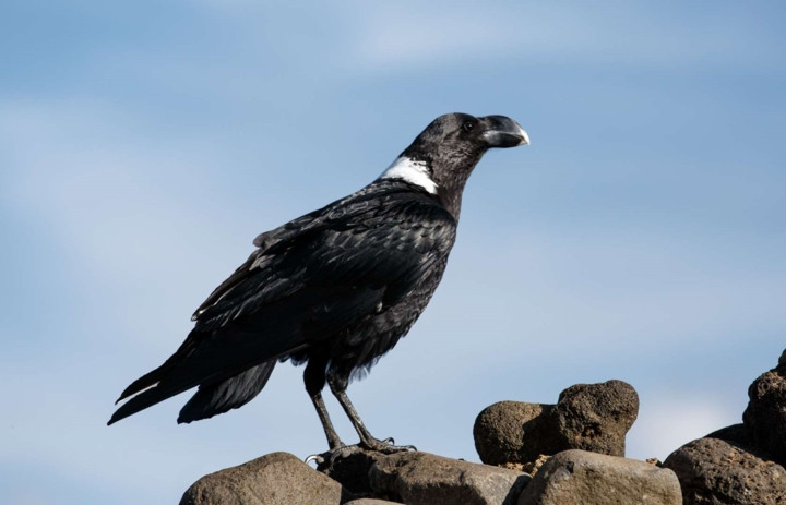 Quạ cổ trắng chủ yếu sống ở Cộng hòa Dominicana và Haiti. Nạn san bắt trái phép, môi trường sống ngày càng giảm là nguyên nhân khiến loài này đang bị giảm số lượng nghiêm trọng. Loài quạ cổ trắng này đã tuyệt chủng ở Puerto Rico.