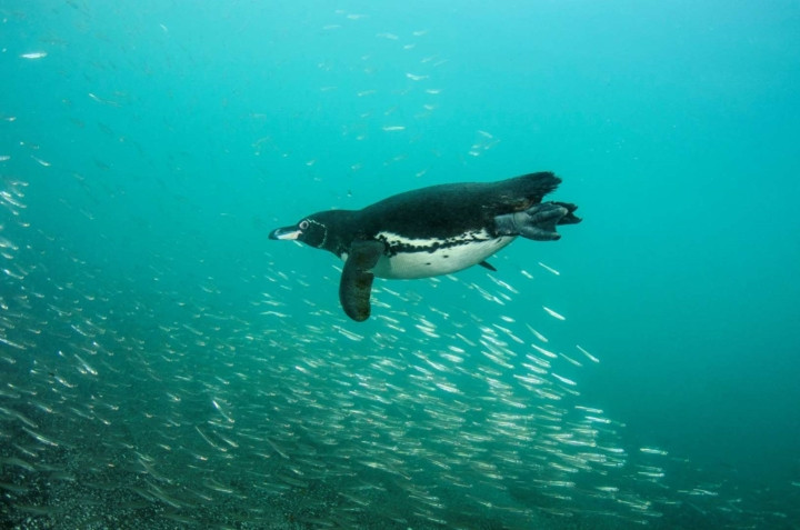 Chim cánh cụt Galapagos: chủ yếu sống ở Galapagos, Ecuador. Loài này bị đe dọa chủ yếu do biến đổi khí hậu làm nhiệt độ tăng, dịch bệnh, tràn dầu...