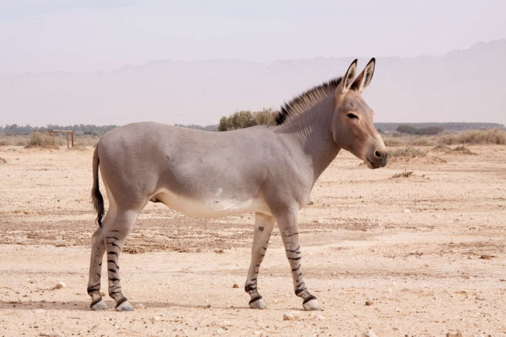 Lừa hoang dã châu Phi hiện chỉ còn chưa tới 200 cá thể, chủ yếu sống ở Eritrea và Ethiopia.