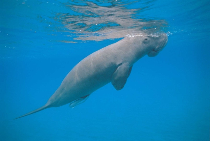 Cá nược, chủ yếu sống ở vùng nước ấm ven biển Đông Phi tới khu vực Vanuatu (ngoài khơi phía Đông Australia). Nguy cơ lớn mà loài này đối mặt là nạn săn bắt quá mức, ô nhiễm hóa chất và biến đổi khí hậu.