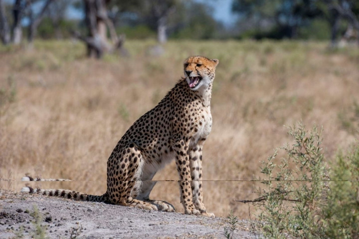 Báo Geta chủ yếu sống ở vùng cận Sahara, châu Phi. Chúng bị đe dọa bởi môi trường sống ngày càng hạn hẹp, nạn săn bắn và dịch bệnh.