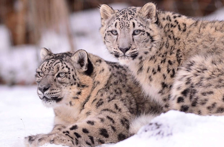 Báo tuyết sống ở vùng núi Himalaya và Cao nguyên Tây Tạng. Báo tuyết cũng bị đe dọa bởi nạn săn bắt trái phép để lấy da và xương. Số lượng loài này hiện đang giảm nhanh chóng do biến đổi khí hậu và môi trường sống bị xâm lấn.