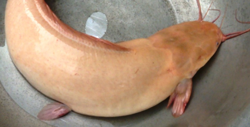 Ca tre “khung” co mau vang rat la sa luoi o Dong Thap-Hinh-2