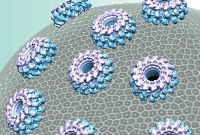 Loai nam nhin hien kho nhung an thit va san moi tan bao-Hinh-3