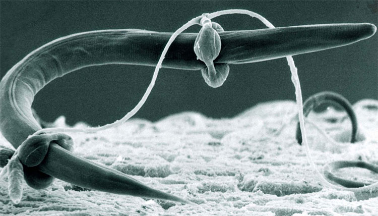 Loai nam nhin hien kho nhung an thit va san moi tan bao-Hinh-2