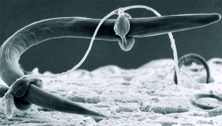 Loai nam nhin hien kho nhung an thit va san moi tan bao-Hinh-2