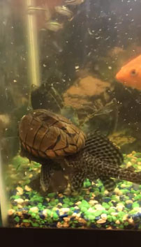 Cá "nổi điên" bị rùa bám riết trên lưng không chịu buông Ca