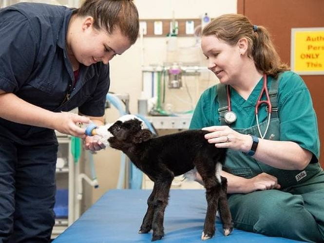 La: Con bo chi nang von ven bang mot con meo