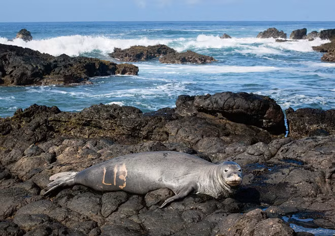 Kho tin loat hai cau thay tu Hawaii mac luon bien o mui-Hinh-2