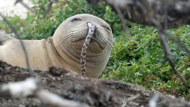 Kho tin loat hai cau thay tu Hawaii mac luon bien o mui