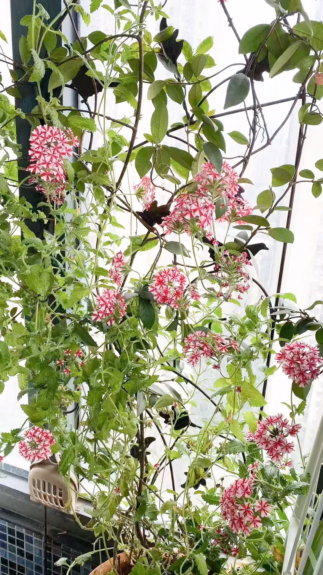 4 khu vuon ban cong khep kin khien ban 'me man'-Hinh-21