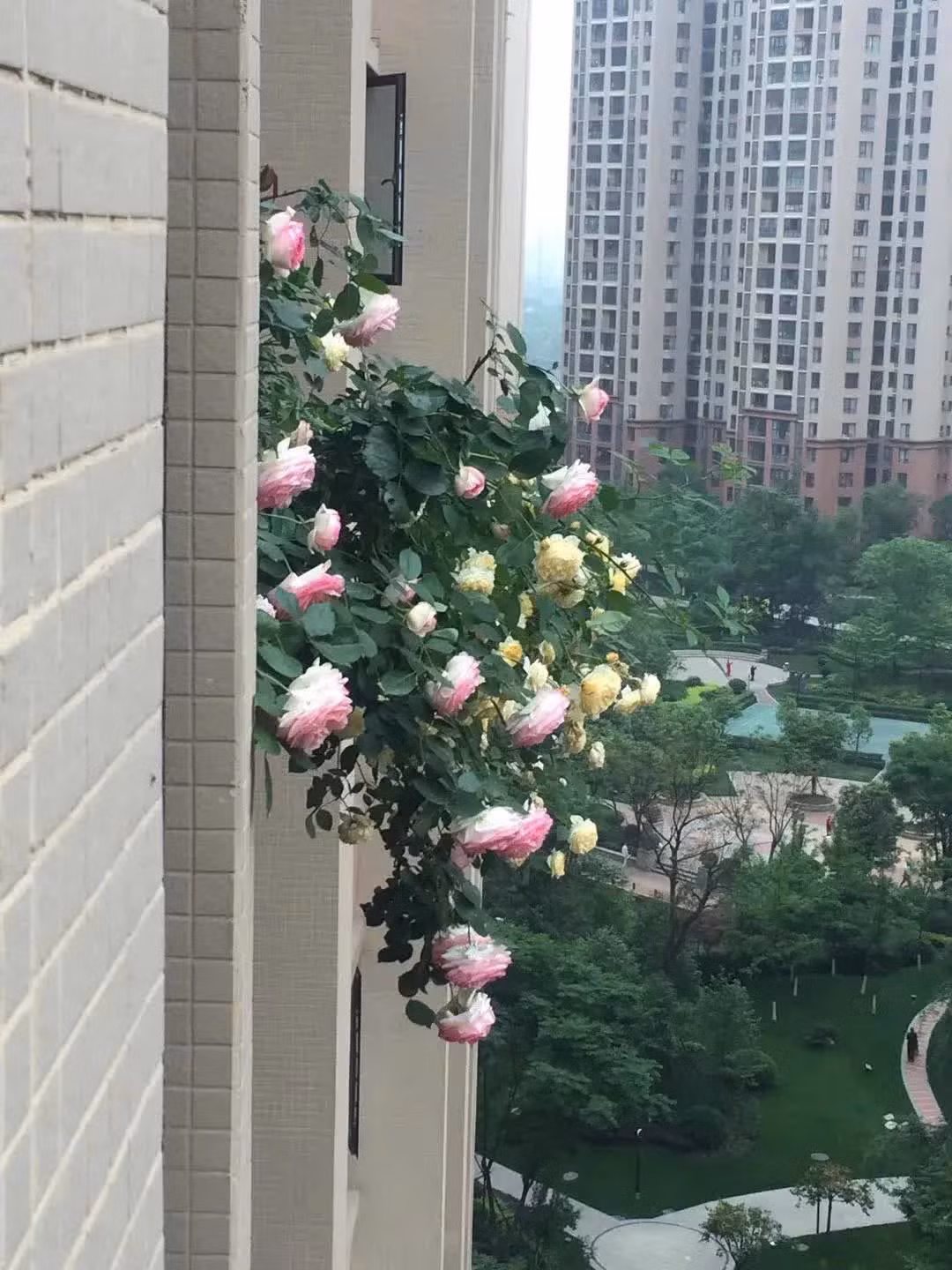 4 khu vuon ban cong khep kin khien ban 'me man'-Hinh-2