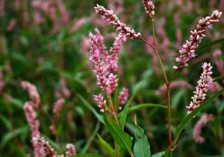 Loại cỏ lạ vị cay hơn ớt, hái bán là ra tiền Loai co la vi cay hon ot, hai ban la ra tien