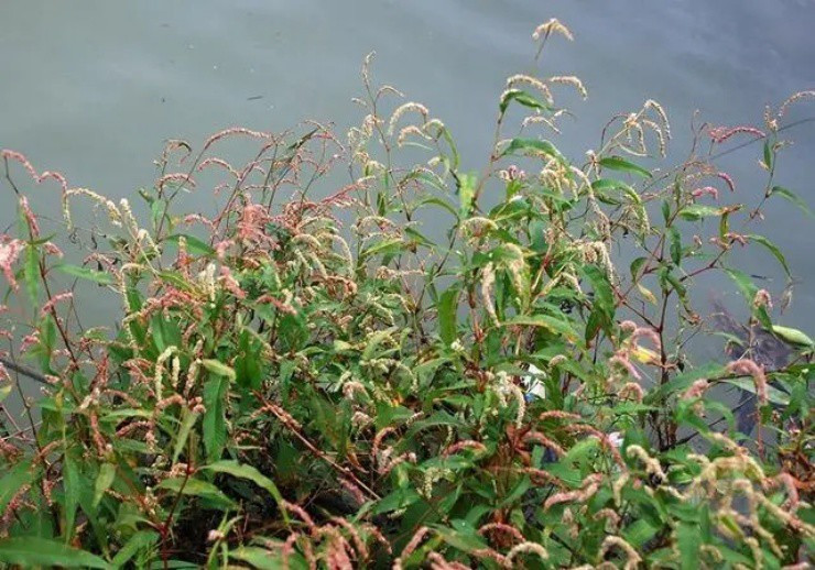 Loại cỏ lạ vị cay hơn ớt, hái bán là ra tiền - Hình 3 Loai co la vi cay hon ot, hai ban la ra tien-Hinh-3