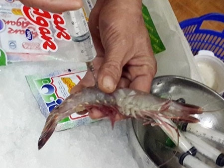 Tiêm bột agar sẽ làm cho tôm căng mọng, không bị rụng đầu và tăng trọng hơn 20% tôm.. Điều này có thể khiến người dùng bị ngộ độc, thậm chí là chết người. (Ảnh: Vnexpress)