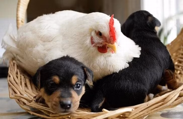 Gà mái cũng vô cùng yêu thương và săn sóc những chú con con khi cún con thiếu vắng hơi mẹ.