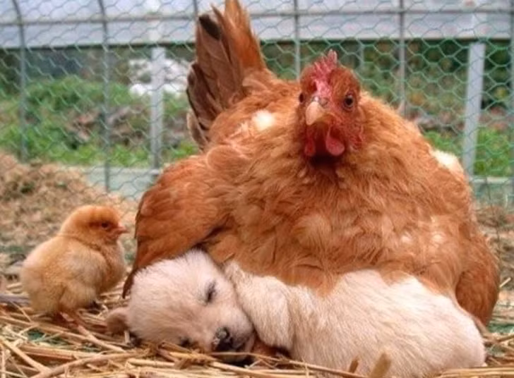 Không quan trọng là những đứa trẻ phải có mỏ và cánh, gà mái vẫn yêu thương và quan tâm đến những đứa con nuôi bằng sự dịu dàng của một người mẹ thực thụ.