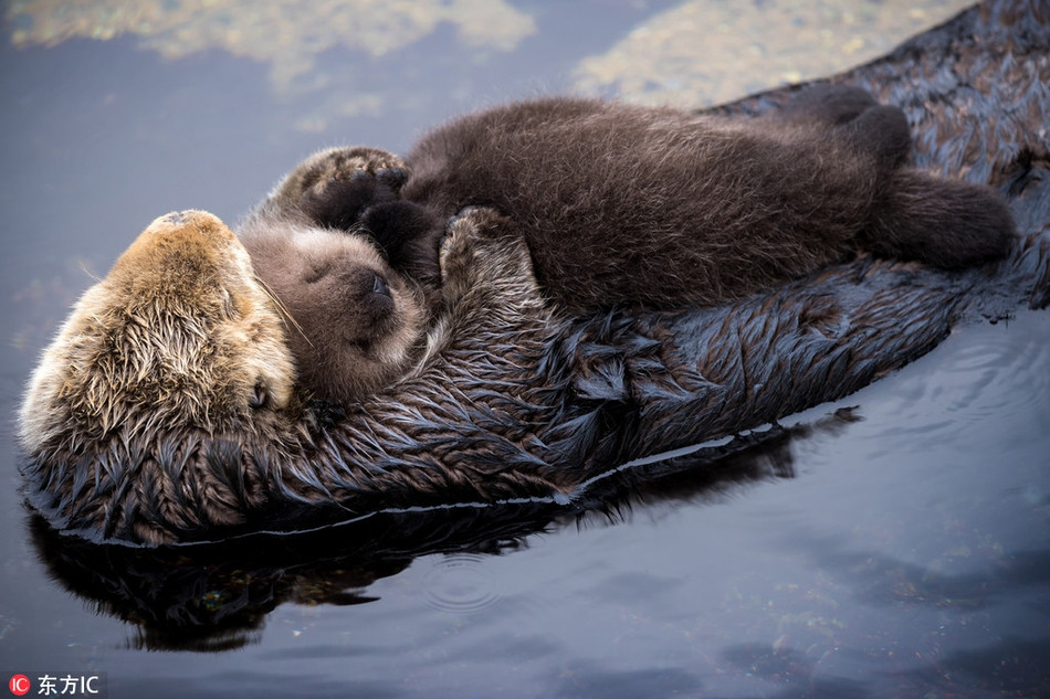 Rái cá mới sinh được mẹ ôm trọn vào lòng, giấc ngủ của nó êm đềm và trong trẻo như dòng nước.