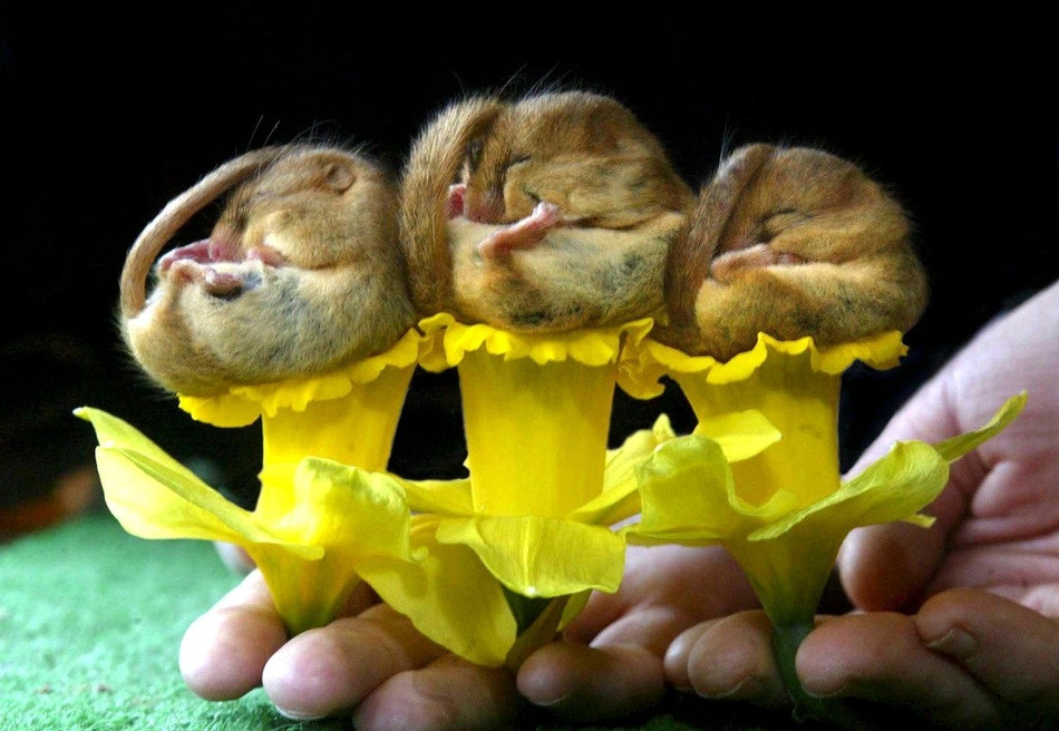 Với khả năng ngủ điêu luyện, những con sóc chuột đáng yêu này khoe kỹ năng ngủ say sưa trên hoa thủy tiên.