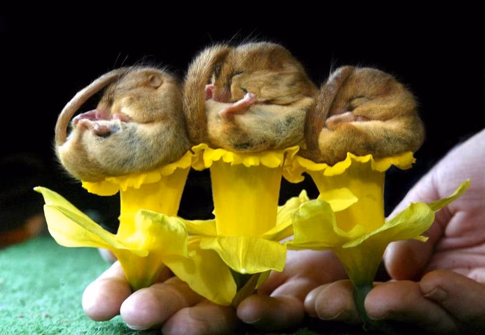 Với khả năng ngủ điêu luyện, những con sóc chuột đáng yêu này khoe kỹ năng ngủ say sưa trên hoa thủy tiên.