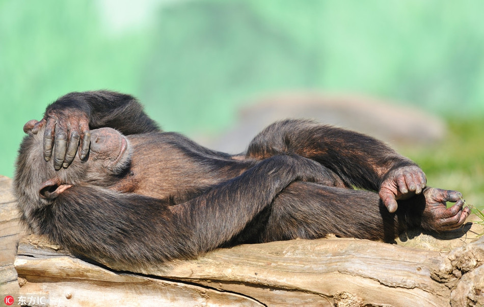 Vừa muốn tận hưởng ánh nắng dịu nhẹ, vừa muốn nghỉ ngơi, con khỉ này đã lấy tay che nắng để ngủ ngon lành.