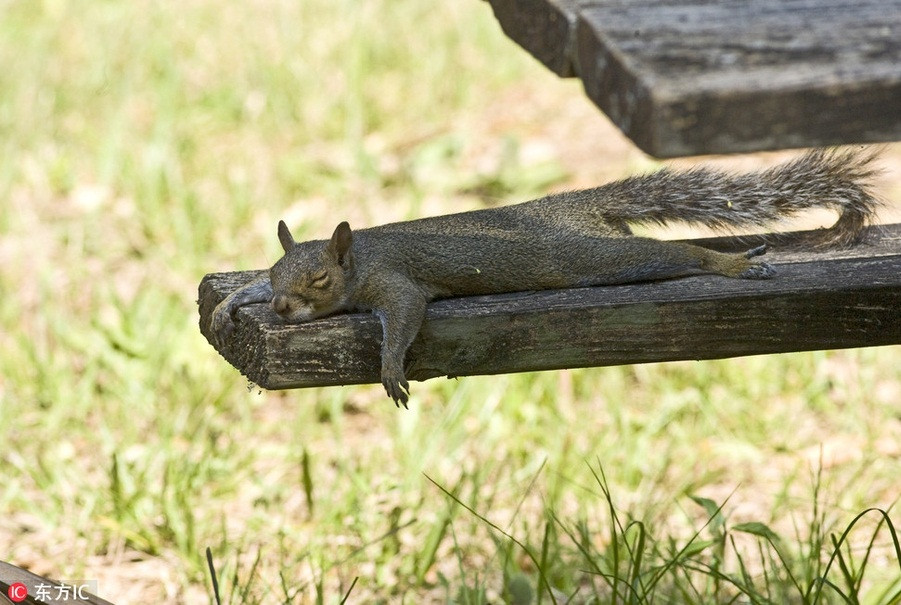 Lựa chọn nơi râm mát nhất, con sóc xám này duỗi người, đánh một giấc ngủ ngon lành, quên hết trời đất xung quanh.