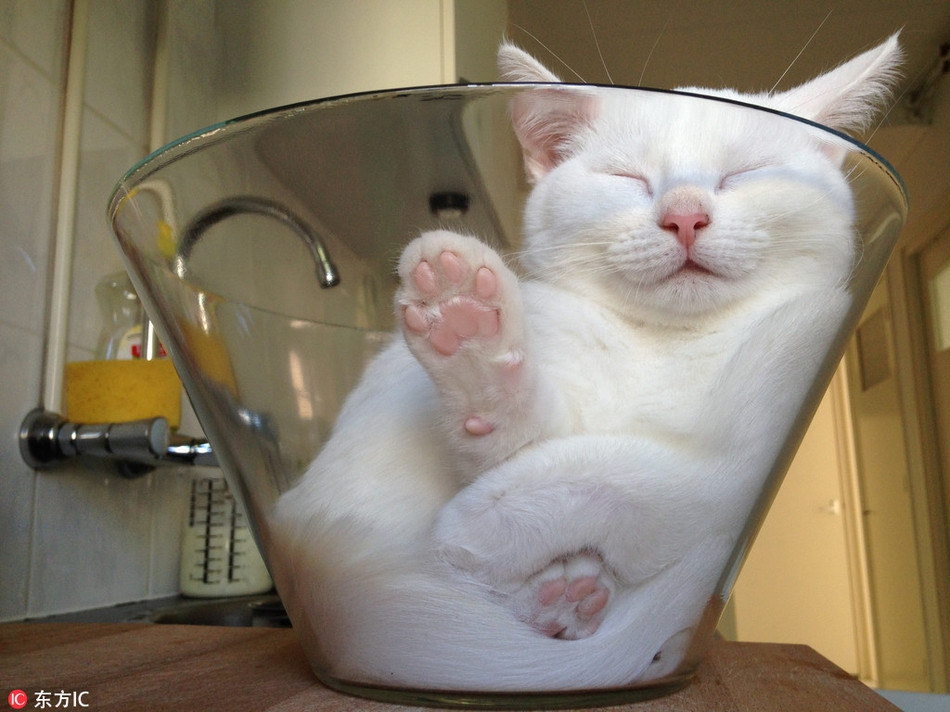 Chẳng cần chăn ấm nệm êm, với thời tiết mát mẻ, dễ chịu, mèo cưng có thể ngủ say trong một chiếc bát thủy tinh miệng rộng.