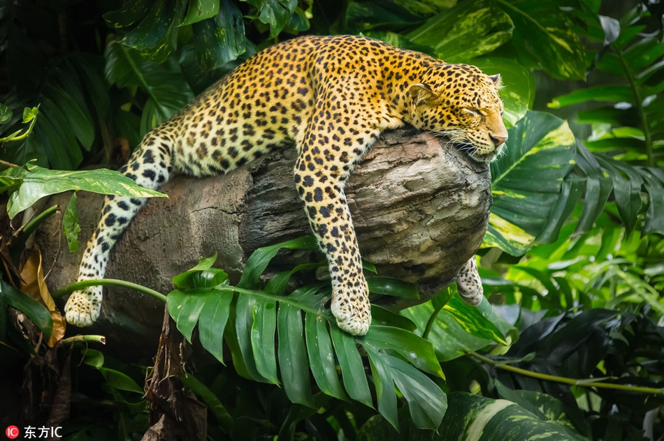 Kiếm được một gốc cây to và mát trong vườn quốc gia Indonesia, con báo hoa mai xòe tứ chi và ngủ say sưa.