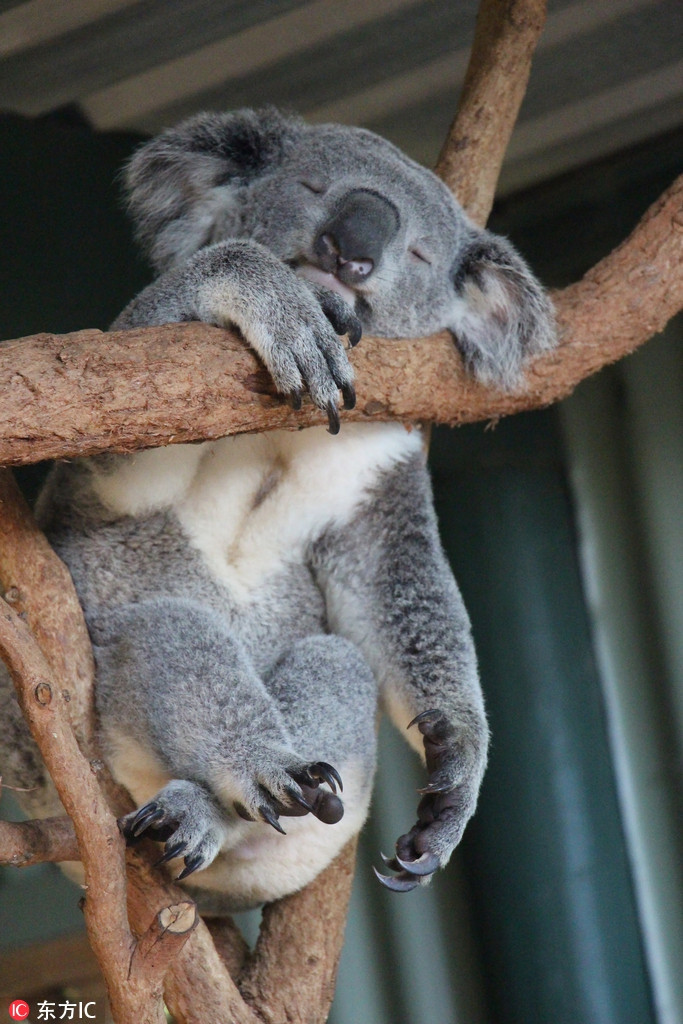 Nổi tiếng bởi vẻ ngoài đáng yêu của mình, ngay cả khi ngủ, gấu koala ngủ quên khi đang trèo xuống trông vẫn vô cùng dễ thương.
