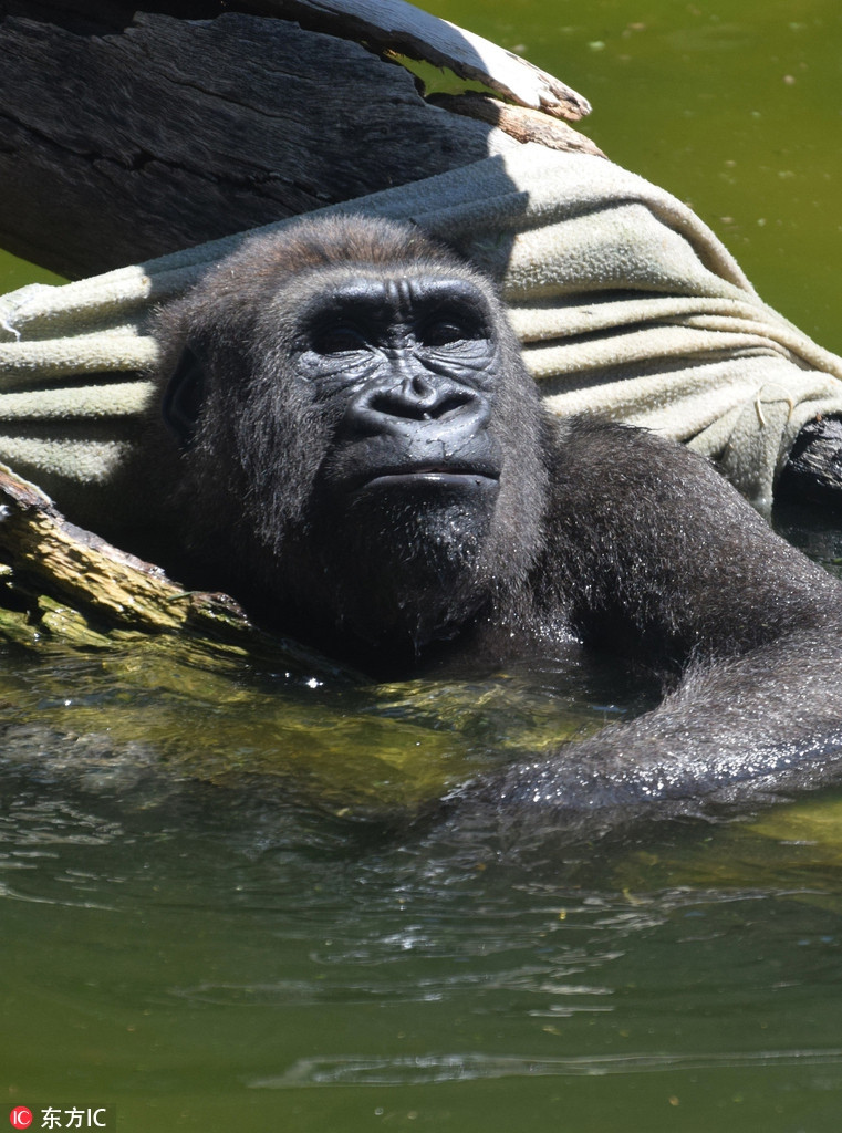 Khi dot tam mat thich thu, 