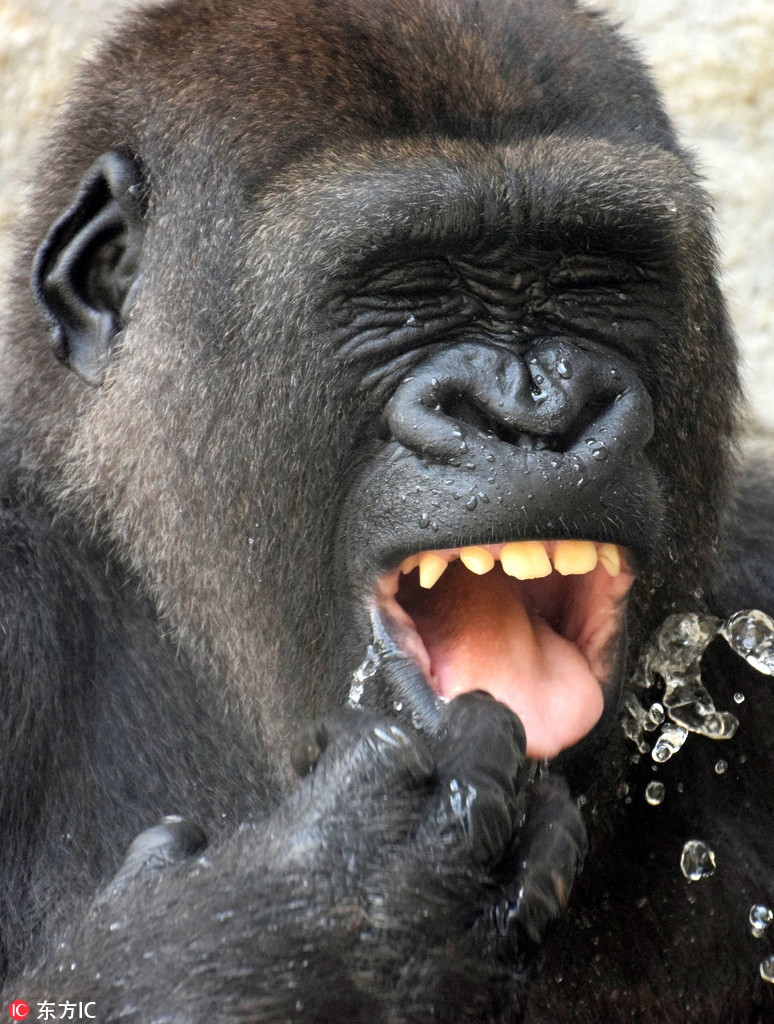 Khi dot tam mat thich thu, 