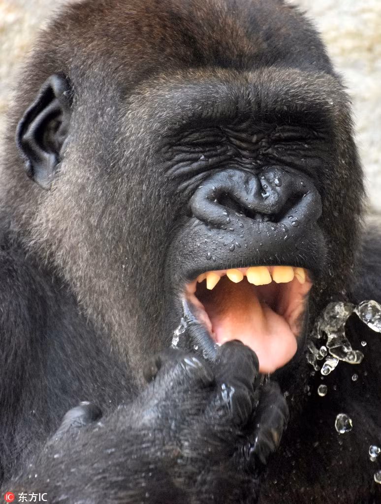 Khi dot tam mat thich thu, 