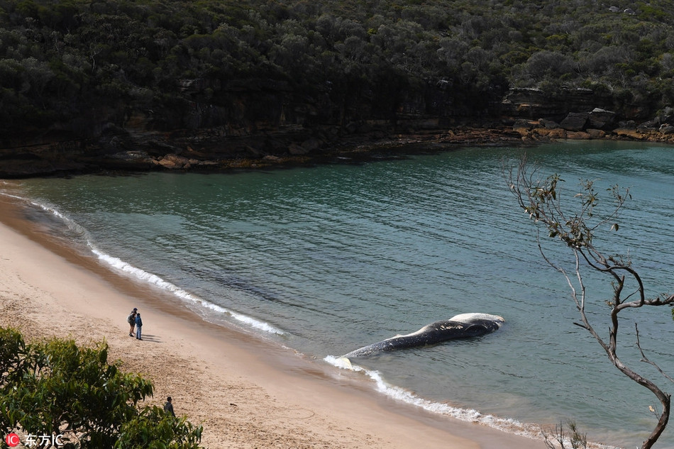 Ca voi khong lo chet dat bo, ngan nguoi un un keo den-Hinh-4