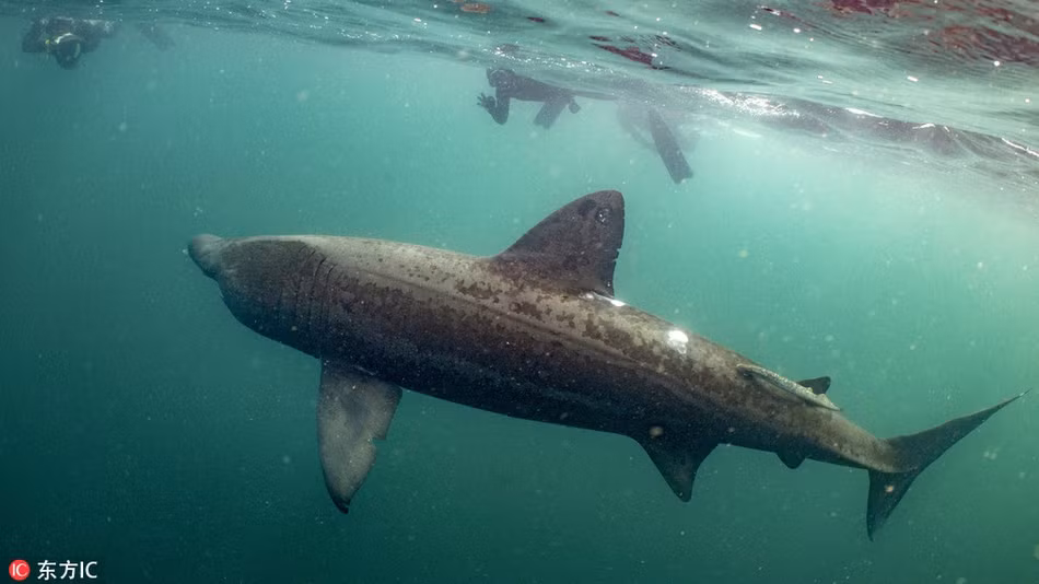 Theo thông tin đăng tải, khi nhiếp ảnh gia Will Clark cùng một nhóm thợ lặn đang khám phá cảnh đẹp dưới lòng biển ngoài khơi quần đảo Scotland, họ đã bị giật mình khi một con cá mập khổng lồ lặng lẽ xuất hiện và tiếp cận họ ở khoảng cách rất gần.