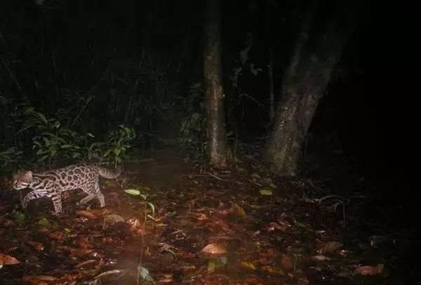 Cuối cùng, sau một thời gian suy tính, hai vợ chồng quyết định dồn tiền và mua lại những vùng đất hẻo lánh, đất bị ô nhiễm, nhiễm độc bởi công nghiệp, hoàn toàn không có chút giá trị kinh tế nào để tái tạo lại nó. Lúc đó, hành động của anh Anil và vợ mình bị nhiều người gọi là "điên", "bệnh thần kinh".