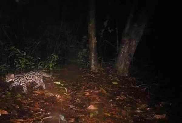 Cuối cùng, sau một thời gian suy tính, hai vợ chồng quyết định dồn tiền và mua lại những vùng đất hẻo lánh, đất bị ô nhiễm, nhiễm độc bởi công nghiệp, hoàn toàn không có chút giá trị kinh tế nào để tái tạo lại nó. Lúc đó, hành động của anh Anil và vợ mình bị nhiều người gọi là "điên", "bệnh thần kinh".
