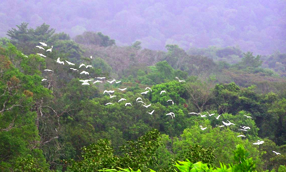 Niềm vui ro lớn này vô cùng đáng giá so với tâm sức của vợ chồng cô bỏ ra. Cô hy vọng rằng, khu rừng này vẫn sẽ được bảo vệ và mở rộng trong 10 năm tới.